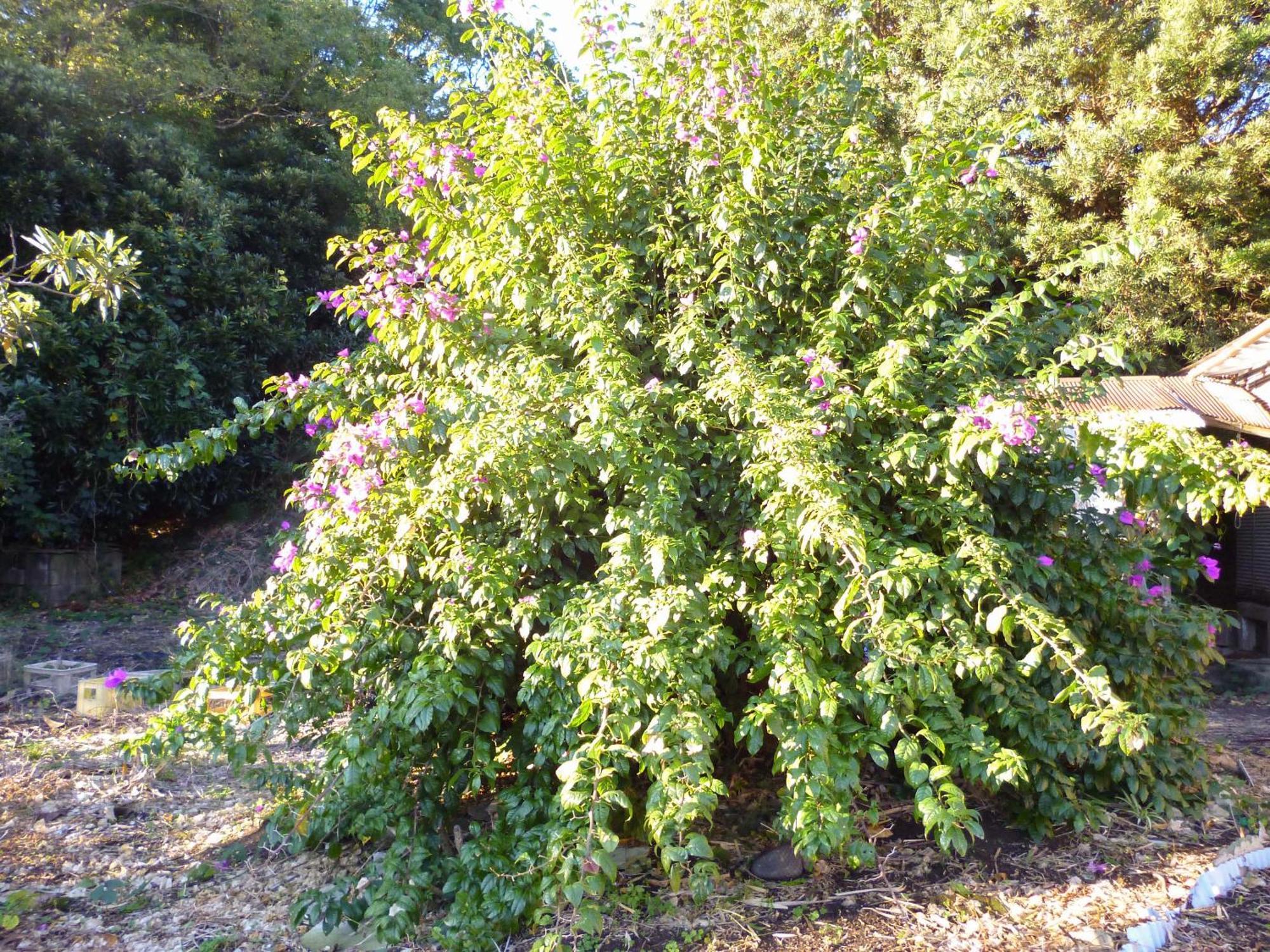 Pension Flora Tateyama  Esterno foto