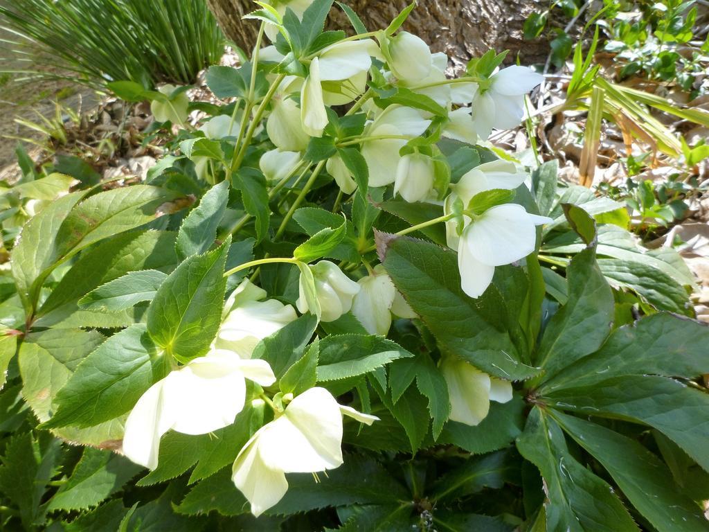 Pension Flora Tateyama  Esterno foto