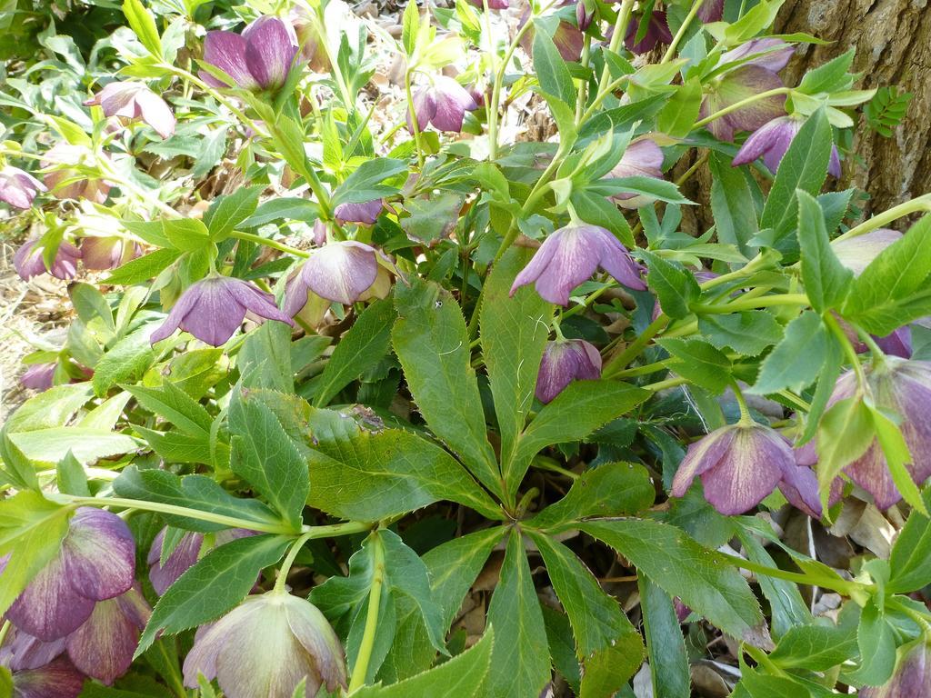 Pension Flora Tateyama  Esterno foto