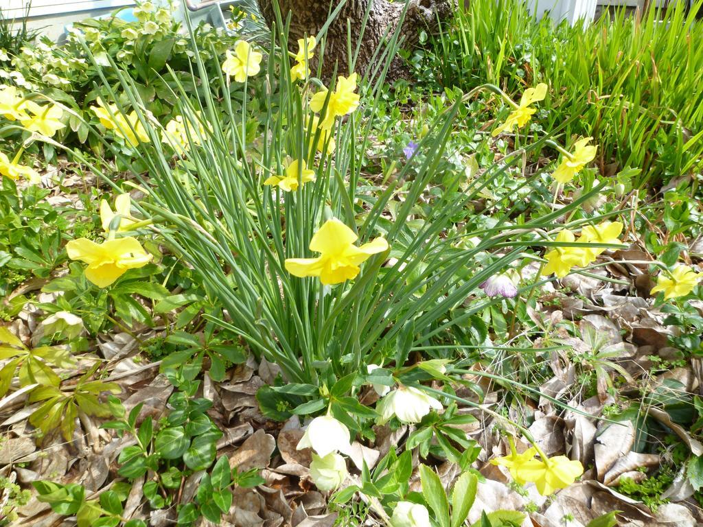 Pension Flora Tateyama  Esterno foto